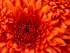 Thumbnail for AMAZING YOU ARE