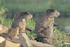 Thumbnail for Geico Woodchuck